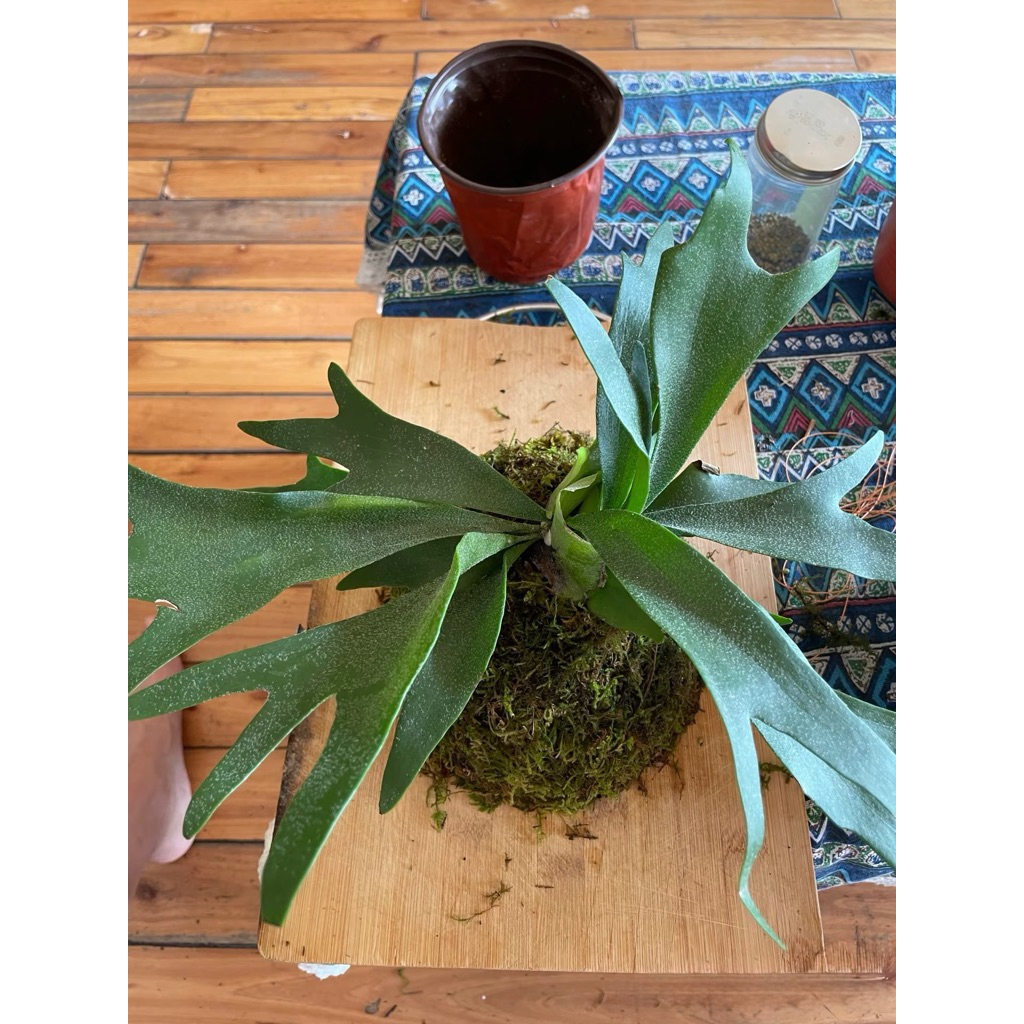 ( AA A kokedama quả cầu rêu tự nhiên đủ kích thước( làm từ rêu tự nhiên hàng làm thủ công) )