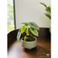 ( ... cầu rêu kokedama size 18cm . )