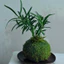 ( . Quả cầu rêu kokedama trồng cây mang phong cách nhật bản kết nối với núi rừng dù đang sống ở phố thị . )