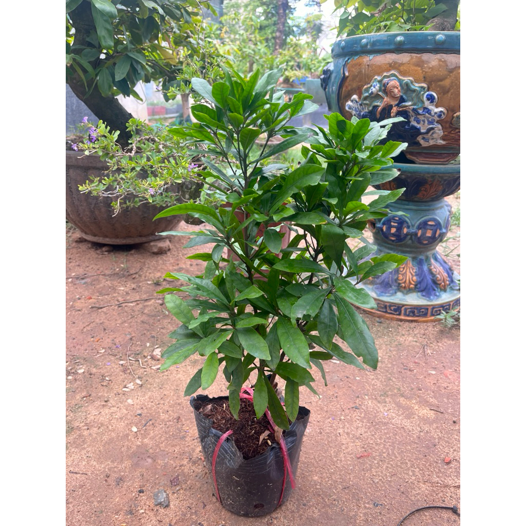 Cây Thần Kỳ KimBioFarm – Cây giống độc lạ đổi vị giác từ chua thành ngọt, nhiều trái, cao 40-60cm