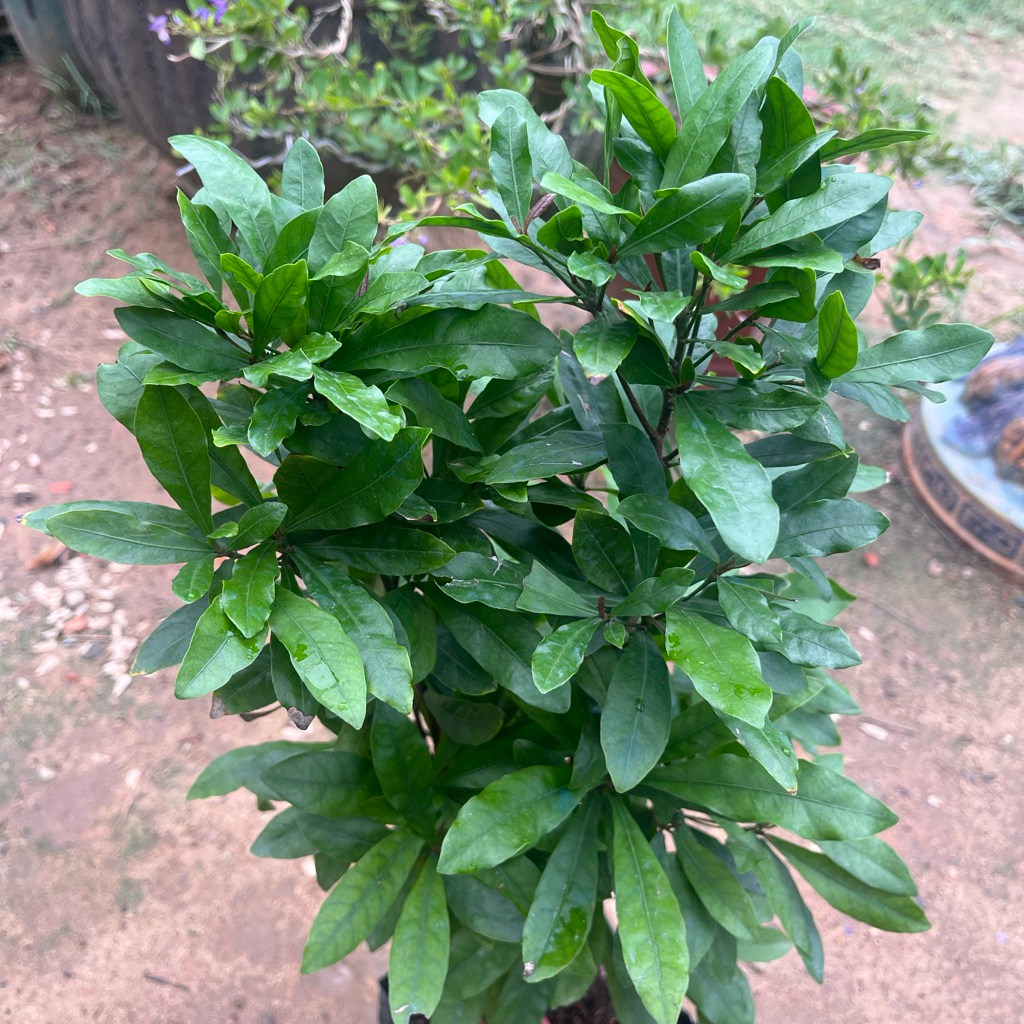 Cây Thần Kỳ KimBioFarm – Cây giống độc lạ đổi vị giác từ chua thành ngọt, nhiều trái, cao 40-60cm