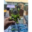 quạt mini robot 3 cấp độ gió cực mát sạc usb tiện lợi
