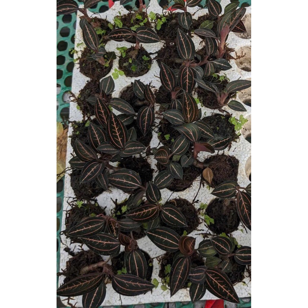 Lan kim tuyến ,Ludisia Orchid, trang trí vườn,tiểu cảnh,cây mini