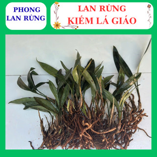 Lan rừng kiếm lá giáo hoa đẹp nhanh phát triển tốt