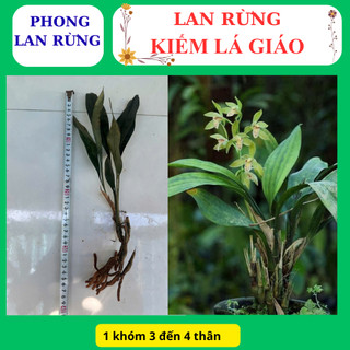 Lan rừng kiếm lá giáo hoa đẹp nhanh phát triển tốt