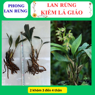 Lan rừng kiếm lá giáo hoa đẹp nhanh phát triển tốt