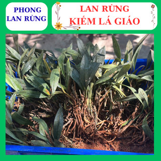 Lan rừng kiếm lá giáo hoa đẹp nhanh phát triển tốt