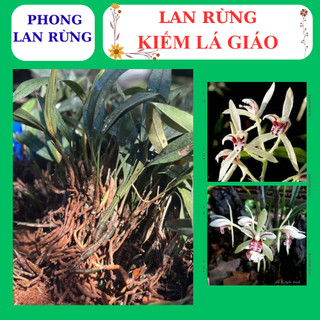 Lan rừng kiếm lá giáo hoa đẹp nhanh phát triển tốt