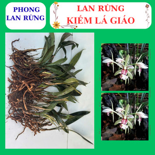 Lan rừng kiếm lá giáo hoa đẹp nhanh phát triển tốt