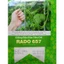 Hạt Giống Đậu Đũa Siêu Dài gói 10gr, Rau Ăn lá Rạng Đông Rado 657, Hạt Mới Nảy Mầm Nhanh, Mạnh