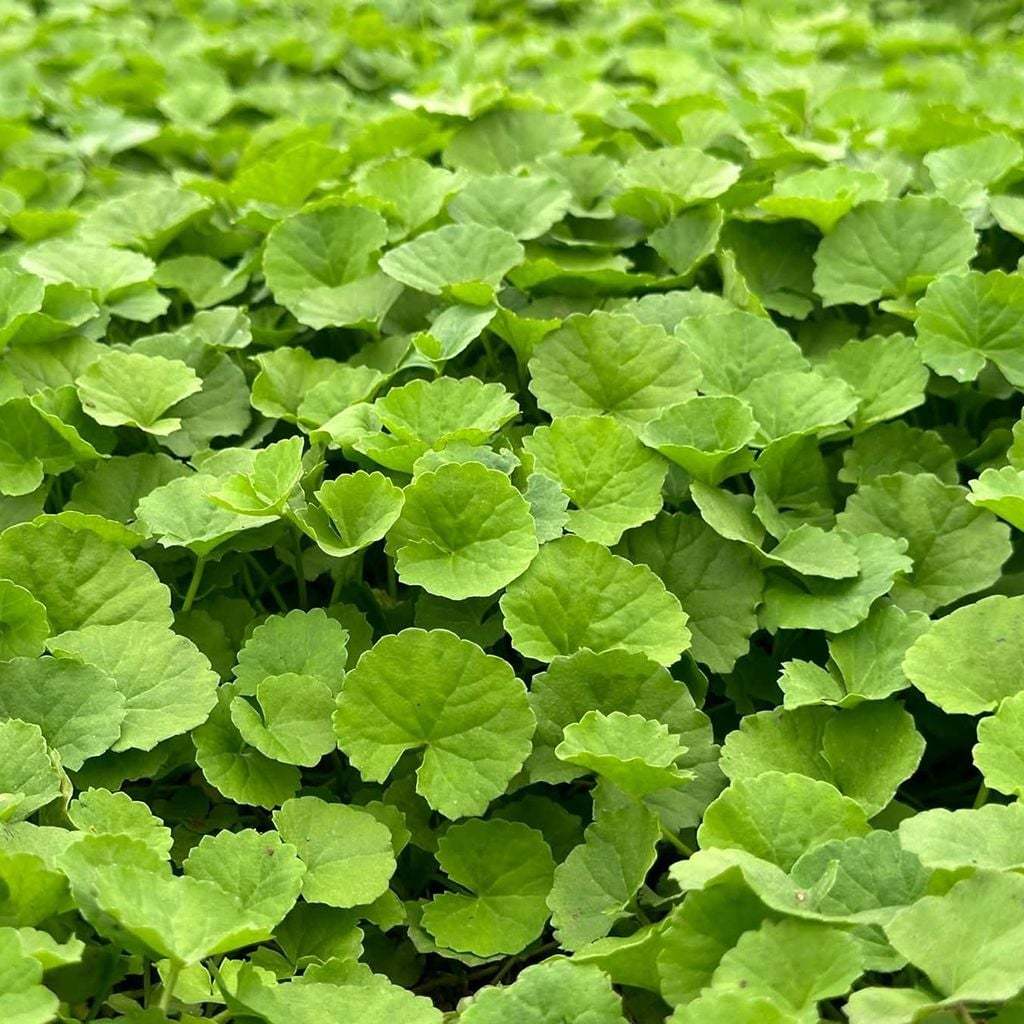 Bột rau má đậu xanh hữu cơ Karose 200g