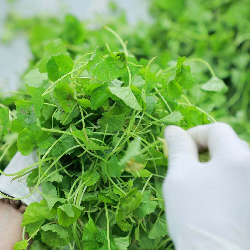 Bột rau má đậu xanh hữu cơ Karose 200g
