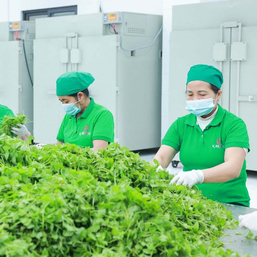 Bột rau má đậu xanh hữu cơ Karose 200g