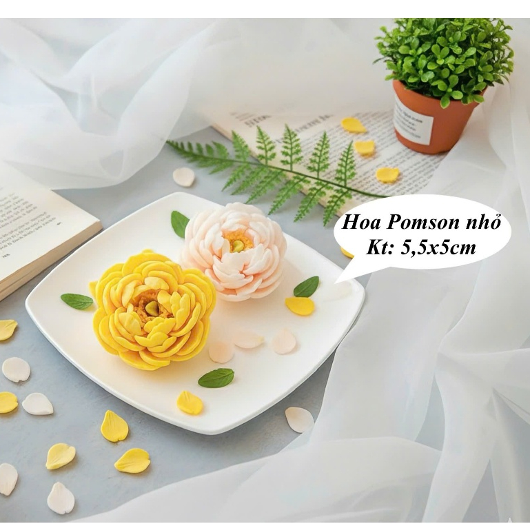 Hoa mẫu đơn pomson nhỏ
