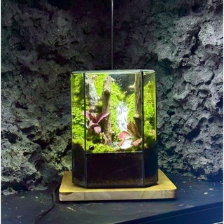 Terrarium set up sẵn " Huyền Mộc " quà tặng tốt nghiệp meaningful gift tặng đèn đế gỗ