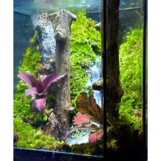 Terrarium set up sẵn " Huyền Mộc " quà tặng tốt nghiệp meaningful gift tặng đèn đế gỗ