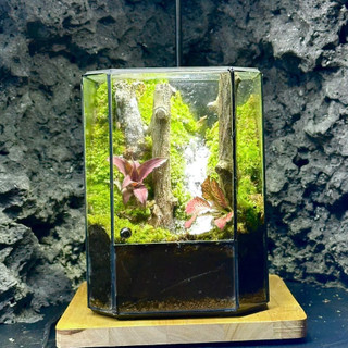 Terrarium set up sẵn " Huyền Mộc " quà tặng tốt nghiệp meaningful gift tặng đèn đế gỗ