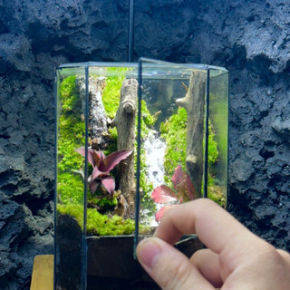 Terrarium set up sẵn " Huyền Mộc " quà tặng tốt nghiệp meaningful gift tặng đèn đế gỗ