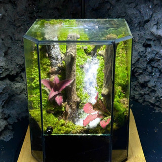 Terrarium set up sẵn " Huyền Mộc " quà tặng tốt nghiệp meaningful gift tặng đèn đế gỗ