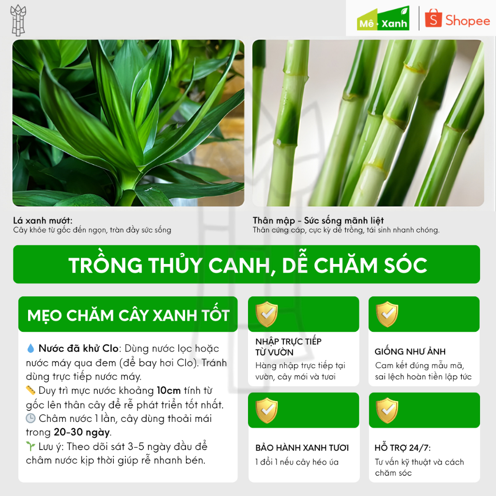 [BẢO HÀNH 1 ĐỔI 1] Phát tài xoắn loại 1 cao 50cm - Cây thủy sinh phong thủy, để ban thờ, bàn làm việc