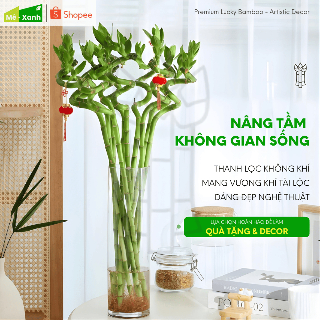 [BẢO HÀNH 1 ĐỔI 1] Phát tài xoắn loại 1 cao 50cm - Cây thủy sinh phong thủy, để ban thờ, bàn làm việc
