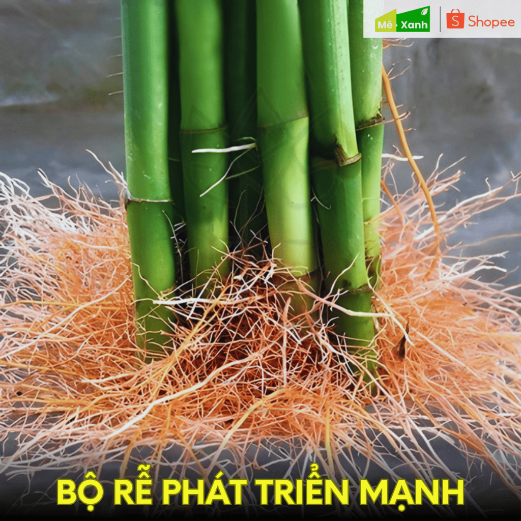 [BẢO HÀNH 1 ĐỔI 1] Phát tài xoắn loại 1 cao 50cm - Cây thủy sinh phong thủy, để ban thờ, bàn làm việc