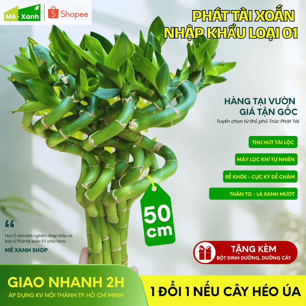 [BẢO HÀNH 1 ĐỔI 1] Phát tài xoắn loại 1 cao 50cm - Cây thủy sinh phong thủy, để ban thờ, bàn làm việc