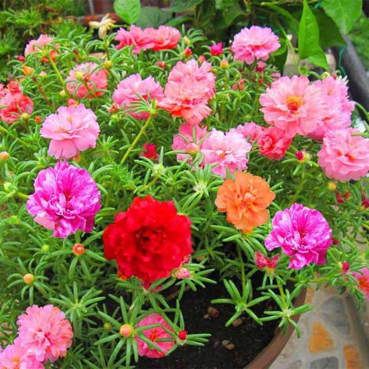 Hạt Giống Hoa Mười Giờ Kép Mỹ Chuẩn F1 Dễ Trồng, Gieo Là Lên Hoa Nở Đẹp 4 Mùa Quanh Năm
