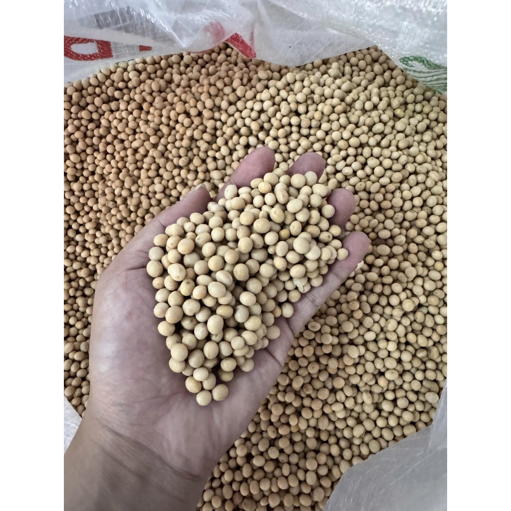 Đậu Nành Canada Hạt To Sạch Nguyên Chất Làm Sữa Đậu Nành Ngũ Cốc Ăn Chay