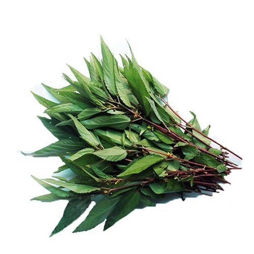 Hạt Giống Rau Đay Ta Mềm Ngọt Dễ Chăm Sai Lá, Trồng Quanh Năm (Gói 20gram)