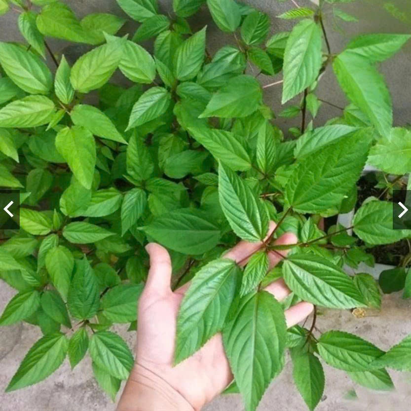 Hạt Giống Rau Đay Ta Mềm Ngọt Dễ Chăm Sai Lá, Trồng Quanh Năm (Gói 20gram)