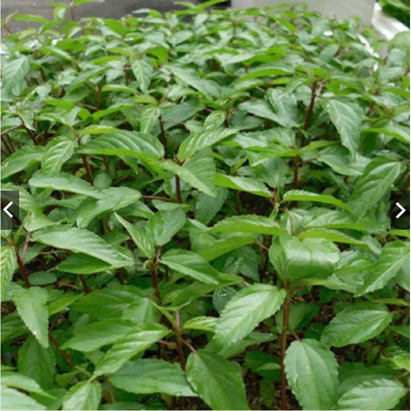 Hạt Giống Rau Đay Ta Mềm Ngọt Dễ Chăm Sai Lá, Trồng Quanh Năm (Gói 20gram)