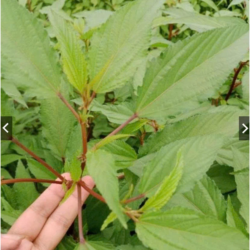 Hạt Giống Rau Đay Ta Mềm Ngọt Dễ Chăm Sai Lá, Trồng Quanh Năm (Gói 20gram)