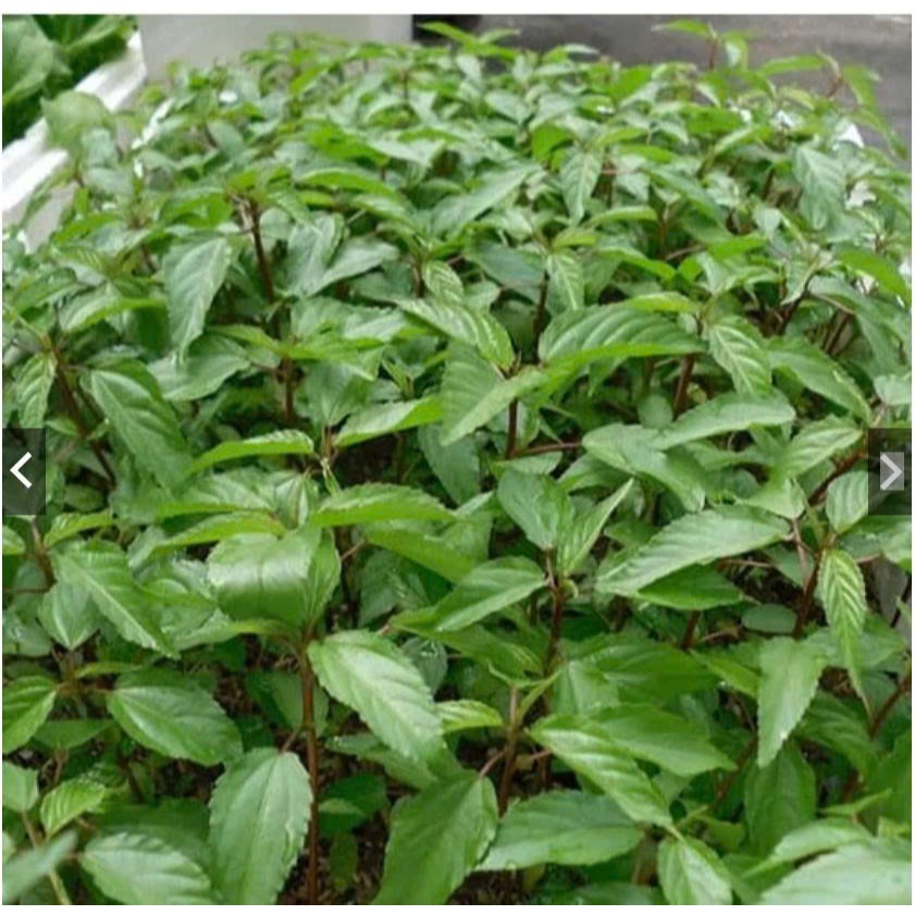 Hạt Giống Rau Đay Ta Mềm Ngọt Dễ Chăm Sai Lá, Trồng Quanh Năm (Gói 20gram)