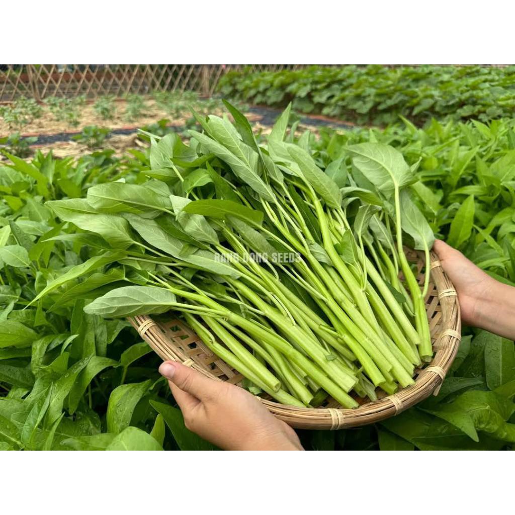 RAU MUỐNG LÁ LỚN RADO 13 ( gói 1kg) - Date luôn mới nhất - Hạt nảy mầm nhanh, mạnh