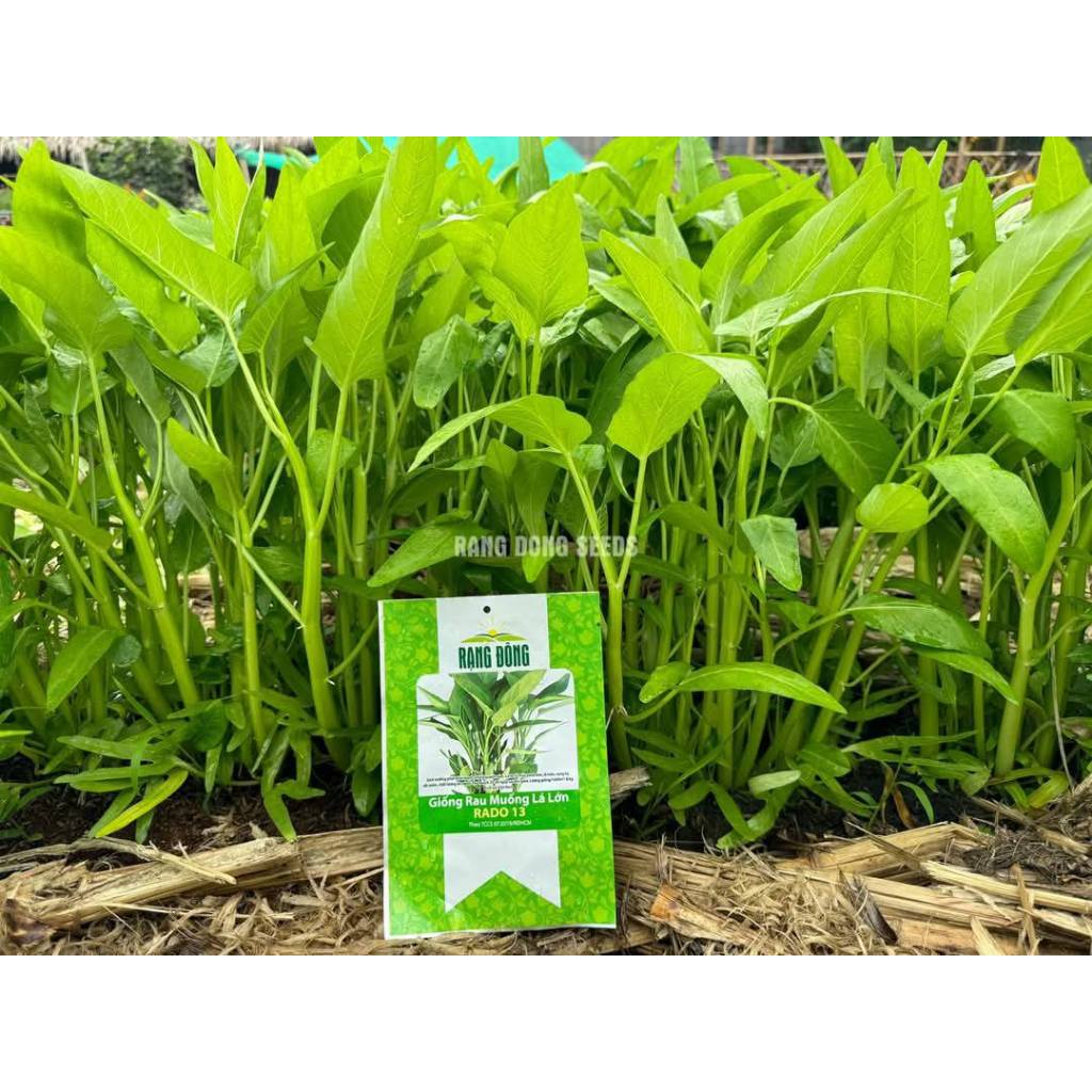 RAU MUỐNG LÁ LỚN RADO 13 ( gói 1kg) - Date luôn mới nhất - Hạt nảy mầm nhanh, mạnh