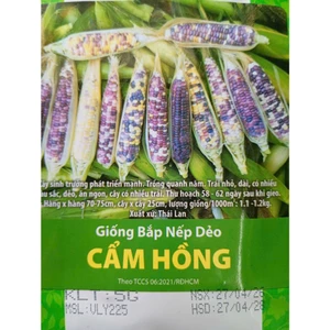Gói 5gr Bắp Nếp Dẻo Cẩm Hồng, Trồng Quanh Năm, Rau Ăn Quả Rạng Đông Nổi Tiếng, Hạt Mới Nảy Mầm Nhanh, Mạnh
