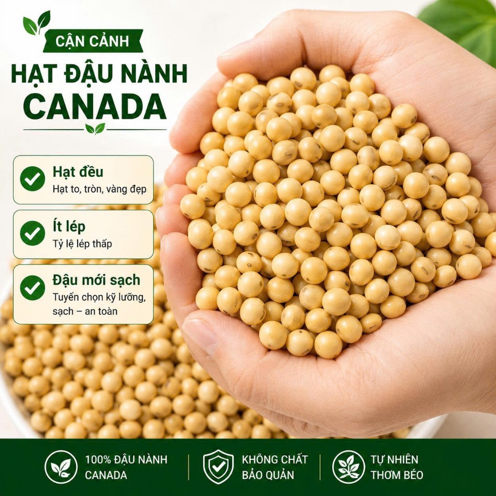 Đậu Nành Canada Hạt To Sạch Nguyên Chất Làm Sữa Đậu Nành Ngũ Cốc Ăn Chay