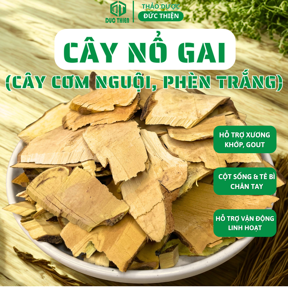 500g Cây Nổ Gai Khô (Cơm nguội, Phèn trắng) Loại 1 Đức Thiện – Hỗ trợ vận động linh hoạt, thư giãn.
