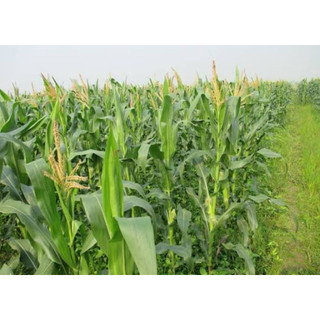 Hạt giống ngô (bắp) nếp lai F1 TÍM HOA 35 Hai Mũi Tên Đỏ - gói 100gram và 500gram