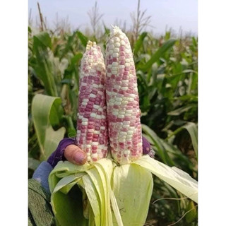 Hạt giống ngô (bắp) nếp lai F1 TÍM HOA 35 Hai Mũi Tên Đỏ - gói 100gram và 500gram