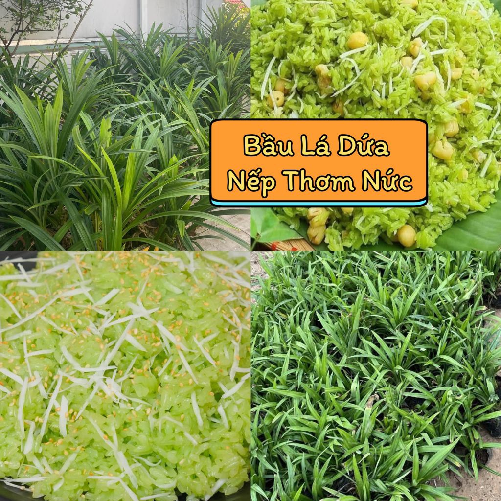 5 Bầu Giống Lá Dứa Nếp Đồ Xôi Thơm Nức Ăn Rất Ngon, Lâu Năm Siêu Dễ Trồng