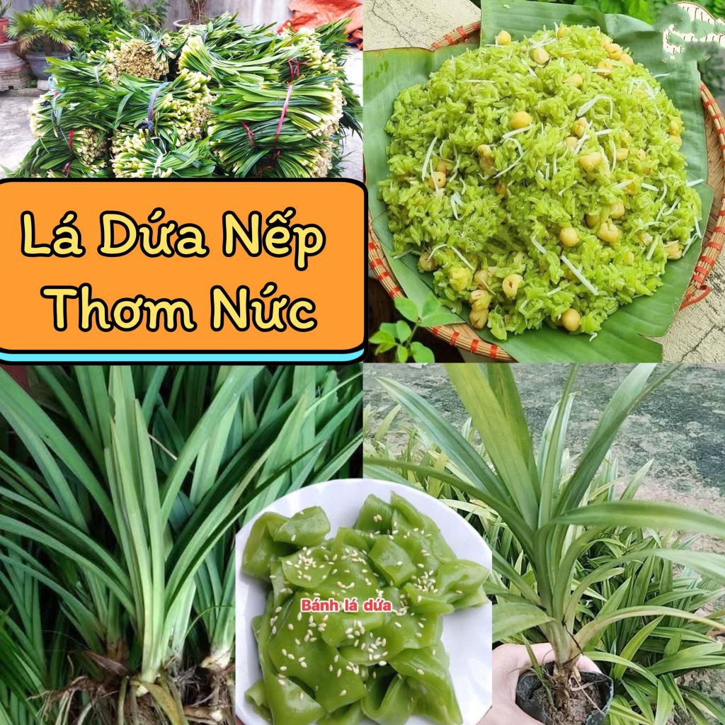 5 Bầu Giống Lá Dứa Nếp Đồ Xôi Thơm Nức Ăn Rất Ngon, Lâu Năm Siêu Dễ Trồng