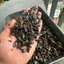 Sạn Suối Đen (Mix Size) | Nhiều Kích Thước Tối Màu Xen Lẫn Hài Hoà
