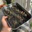Sạn Suối Đen (Mix Size) | Nhiều Kích Thước Tối Màu Xen Lẫn Hài Hoà
