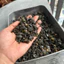 Sạn Suối Đen (Mix Size) | Nhiều Kích Thước Tối Màu Xen Lẫn Hài Hoà