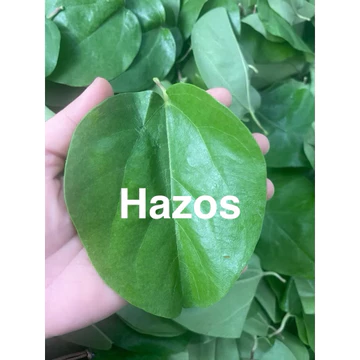 Lá Sương Sâm Trơn Tươi Nhà Trồng (sương sâm lá trơn)-Lá sâm Láng Organic hoàn toàn tự nhiên giao nhanh 1-2 ngày