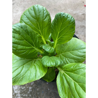 Chậu cải hoa hồng