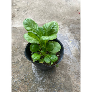 Chậu cải hoa hồng