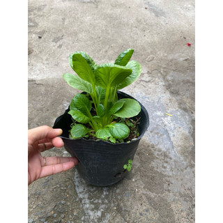 Chậu cải hoa hồng